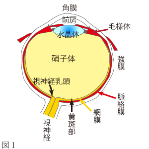 目の解剖について　図1