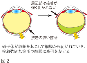 目の解剖について　図2