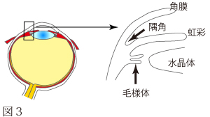 目の解剖について　図3